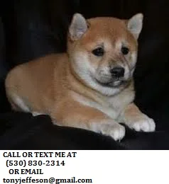 Qzxt super cute shiba inu pups for sale