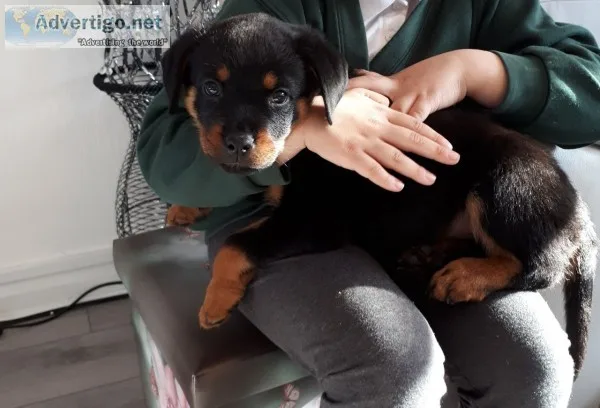 Quality x rottweiler puppy boy