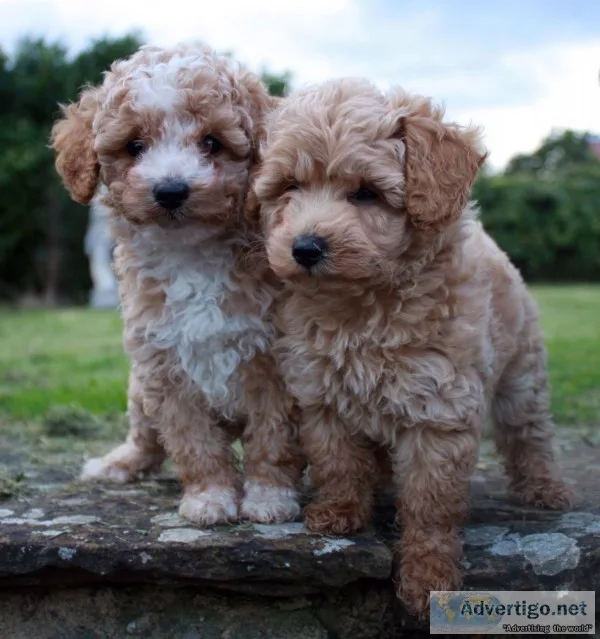  red toy poodle multiple clear dna tests