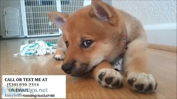 Omnh* 12weeks old shiba inu puppies 