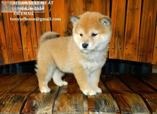 Dbkbd m/f shiba inu puppies for adoption