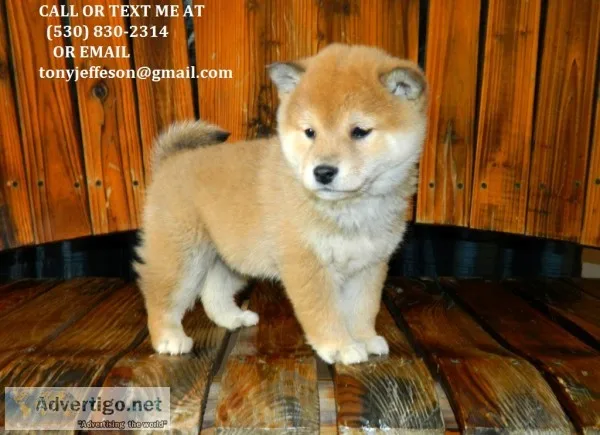 Nkjbf soft shiba inu puppies for adoptio