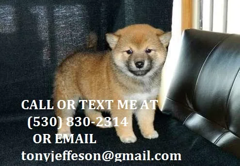 Nbgtr well trained shiba inu puppies for