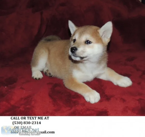 Bvqe gorgeous shiba inu puppies for sale