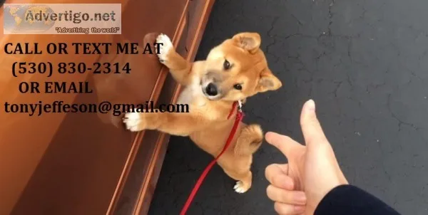 Mncdr trained shiba inu puppies for sale