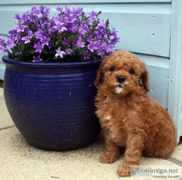  red toy poodle multiple clear dna tests