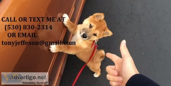 Lllmxe cute/lovely shiba inu puppies 