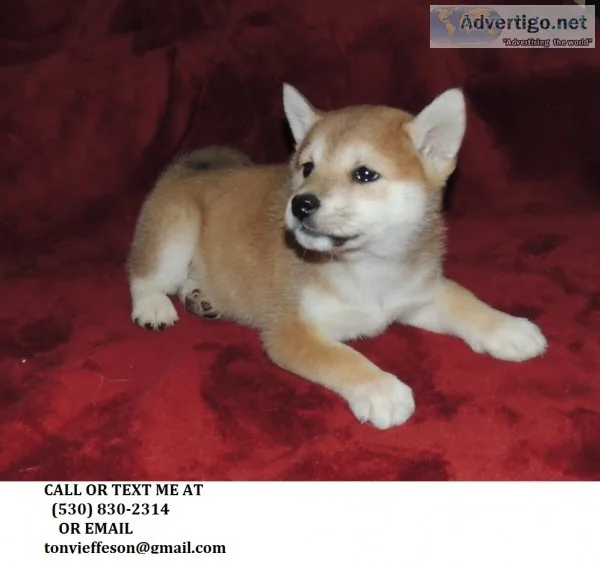 Lkjy crazy in love shiba inu puppies for