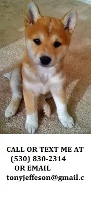 11weeks shiba inu pups for sale 