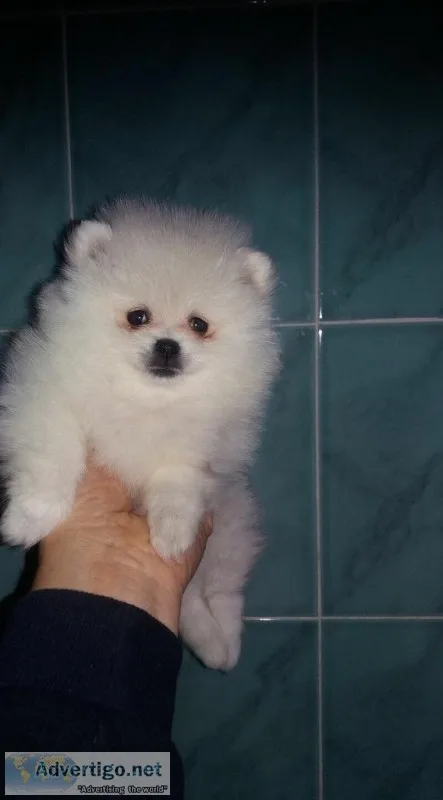 Beautiful tiny pomeranian puppies for s