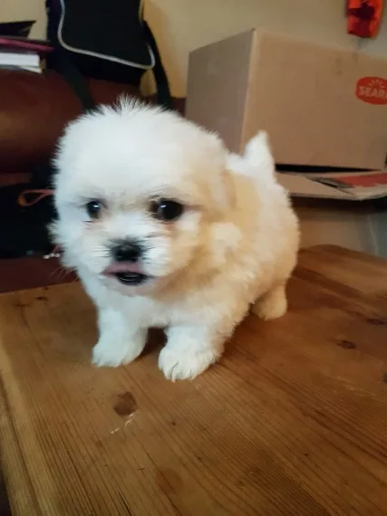 Maltese puppies for sale