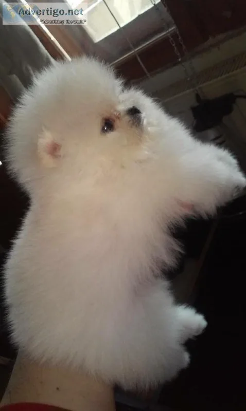 Beautiful tiny pomeranian puppies for s