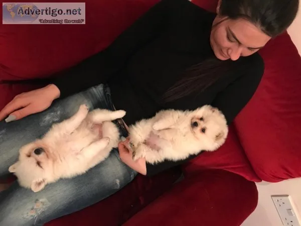 Cute male and female pomeranian puppies