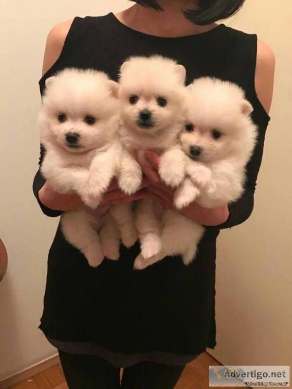  male and female pomeranian puppies