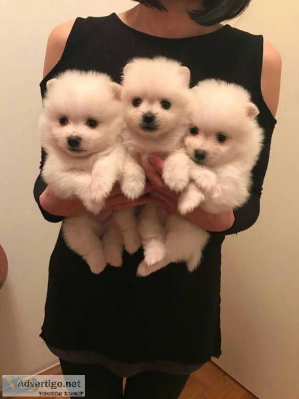 T-cup pomeranian pup