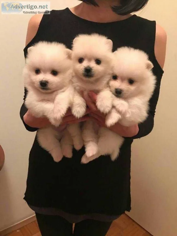 Pomeranian puppies+