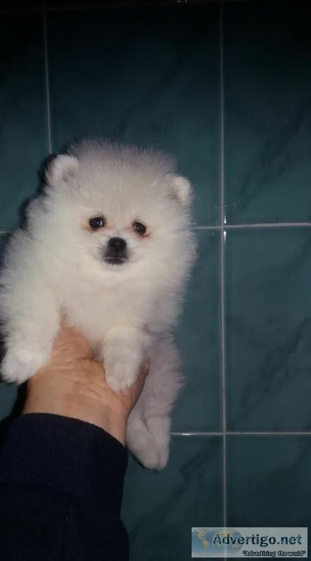 Pomeranian puppies for adoption