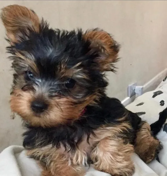 Yorkshire terrier