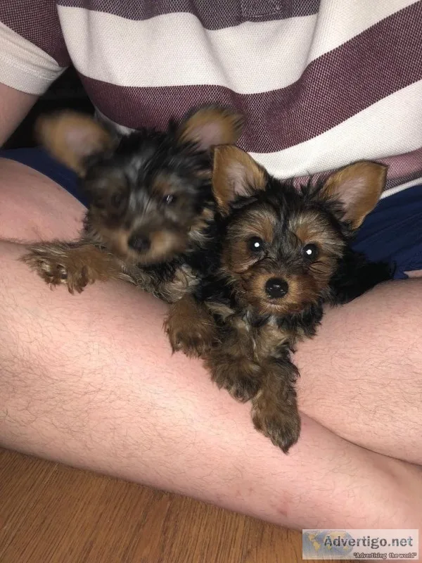 Yorkshire terrier