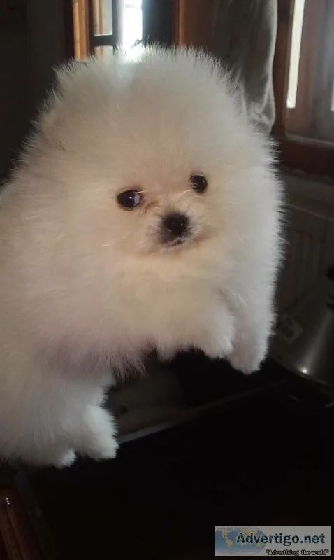T-cup pomeranian pup