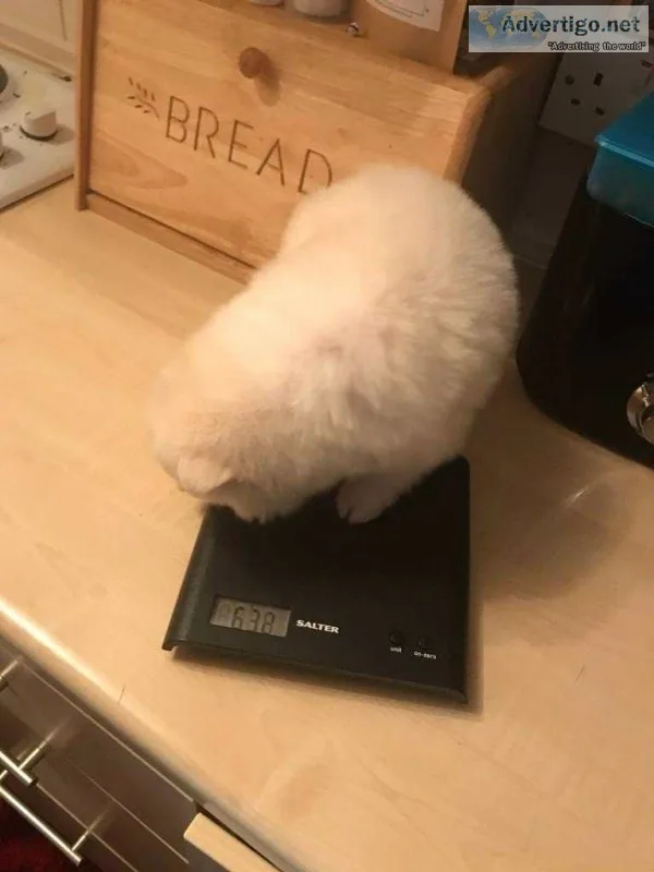 Adorable pom puppies available