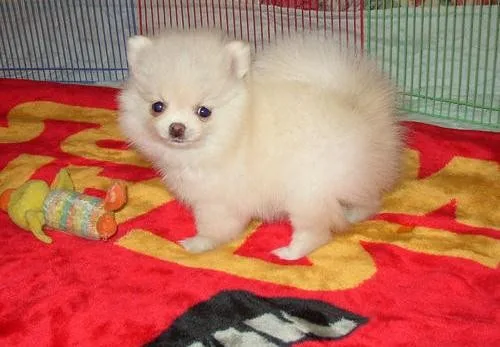 Pomeranian pups