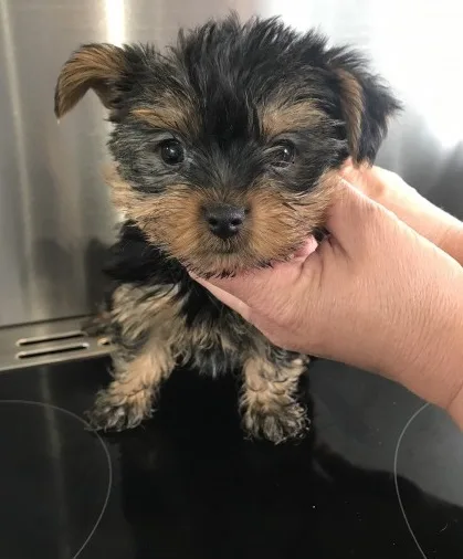 Top classic yorkies puppies