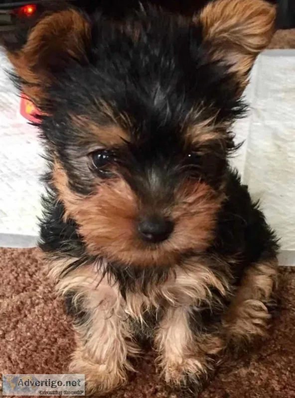 Exquisite tea cup yorkshire terrier k c 