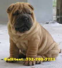 Sjisiso chinese shar pei puppies