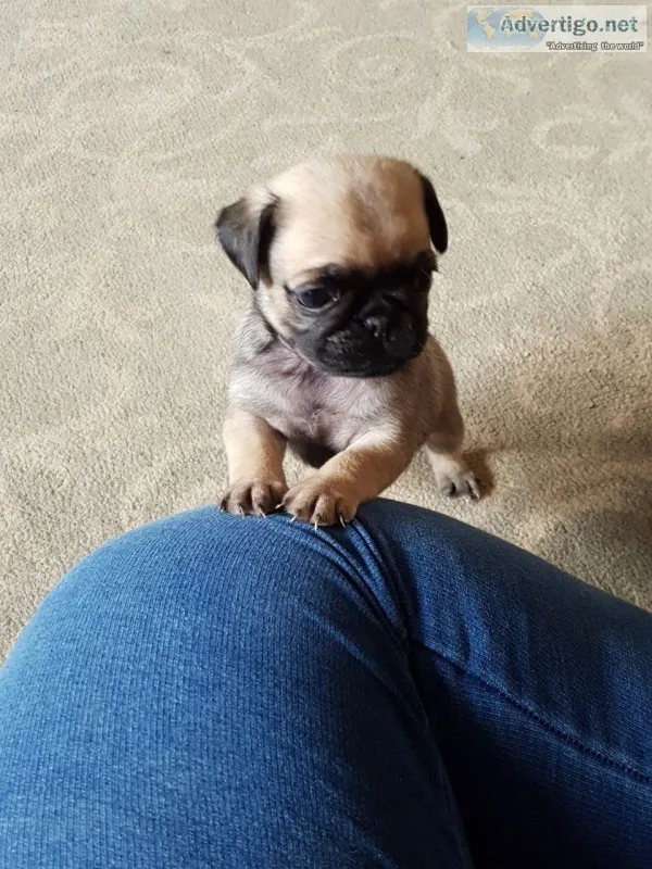 Three pug puppies ready today