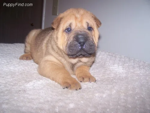 Dfdfgr chinese shar pei puppies