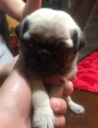 Three pug puppies ready today