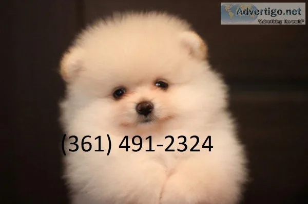 Beautiful pomeranians