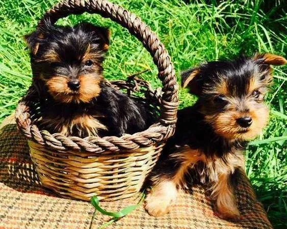  gorgeous male and female yorkie puppies