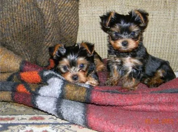 2 adorable yorkie male and female