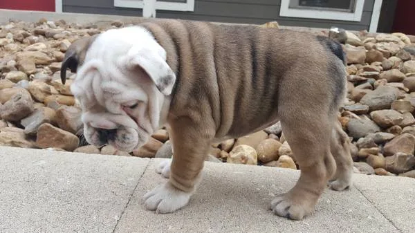 English bulldog puppy