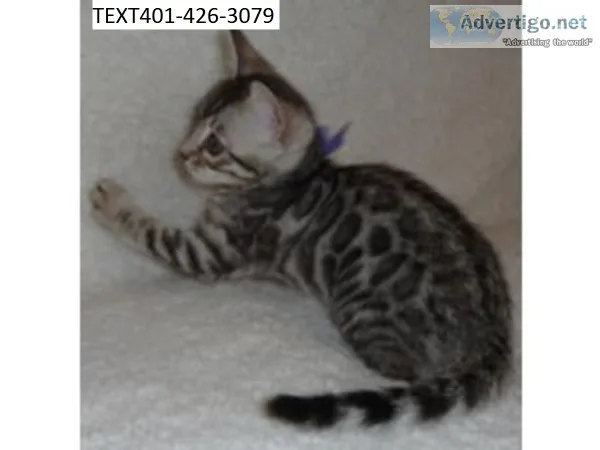 Ngfhd bengal kittens awesome m/f