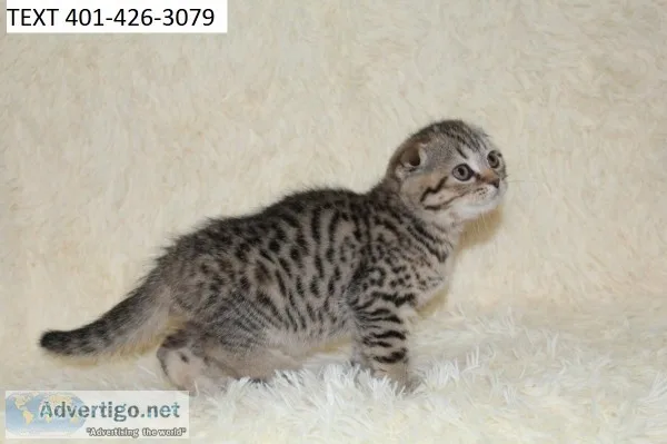 Ldfref scottish fold playful kittens m/f