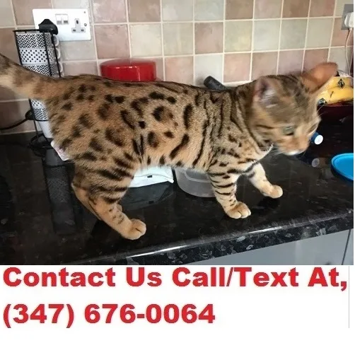 Lynch both m/f- bengal kitten available 