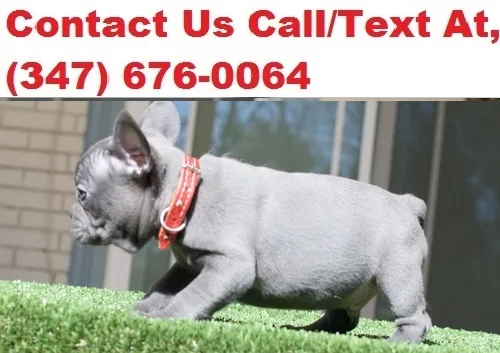 Lynch both m/f french bulldog puppies a