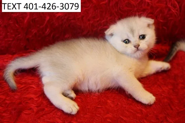 Perfect scottish fold kittens vet check