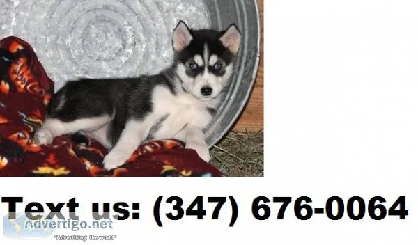 Lynch m/f alaskan malamute puppies 
