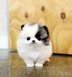  teacup pomeranian puppies ready for new