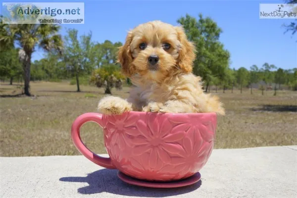 Lynch both m/f cavapoo puppies availabl