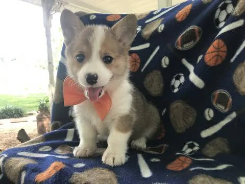 Lynch m/f pembroke welsh corgi puppies