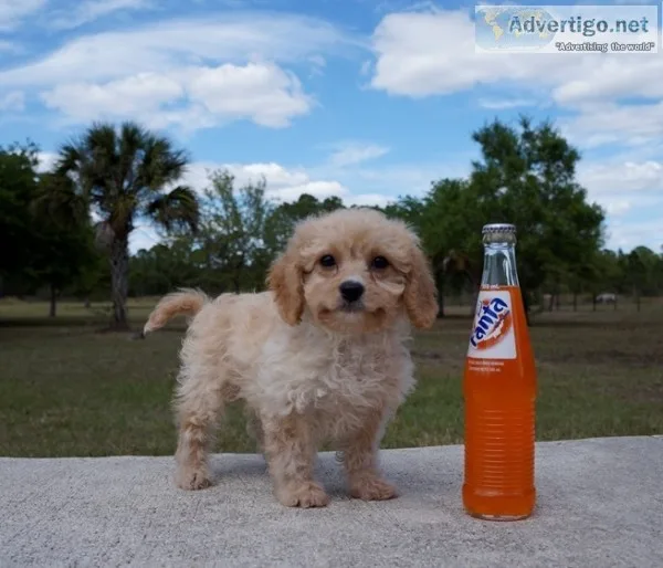 Lynch both m/f cavapoo puppies availabl