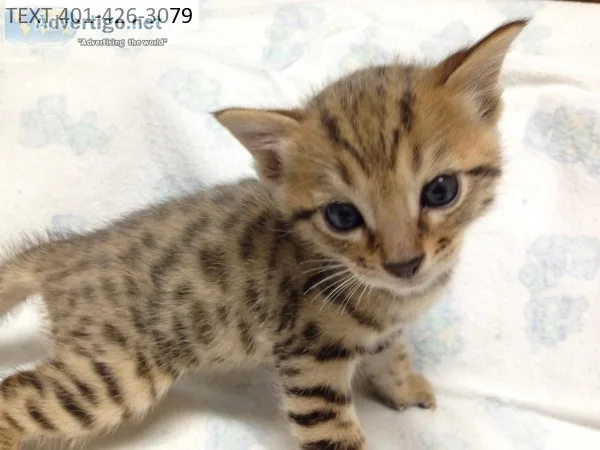 Classy bengal kittens male and female