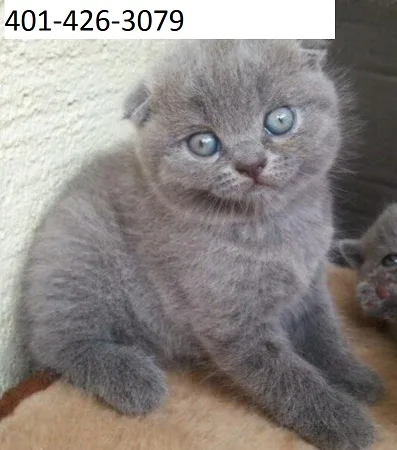 Excellent scottish fold kittens