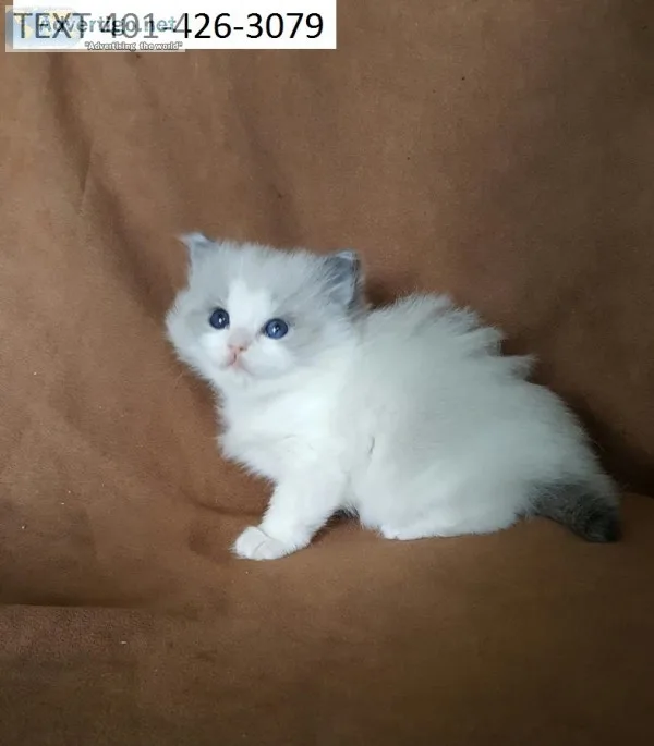 Zcghdg ragdoll m/f kittens for easter