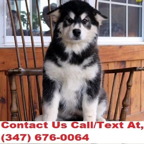 Lynch both m/f alaskan klee kai puppies